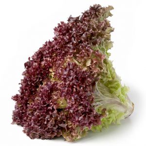 Lechuga morada crespa