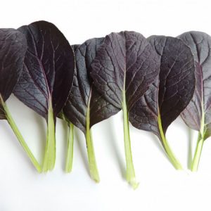 Tat Soi Morado